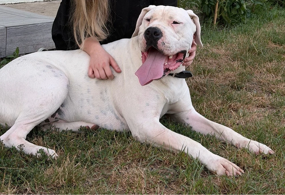 De vanzare dogo argentino