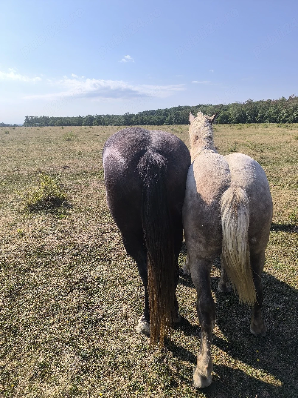 vând iapă de 3 ani și mânz de 10 luni 