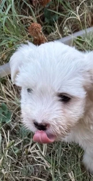 Bichon Maltez Mini Toy