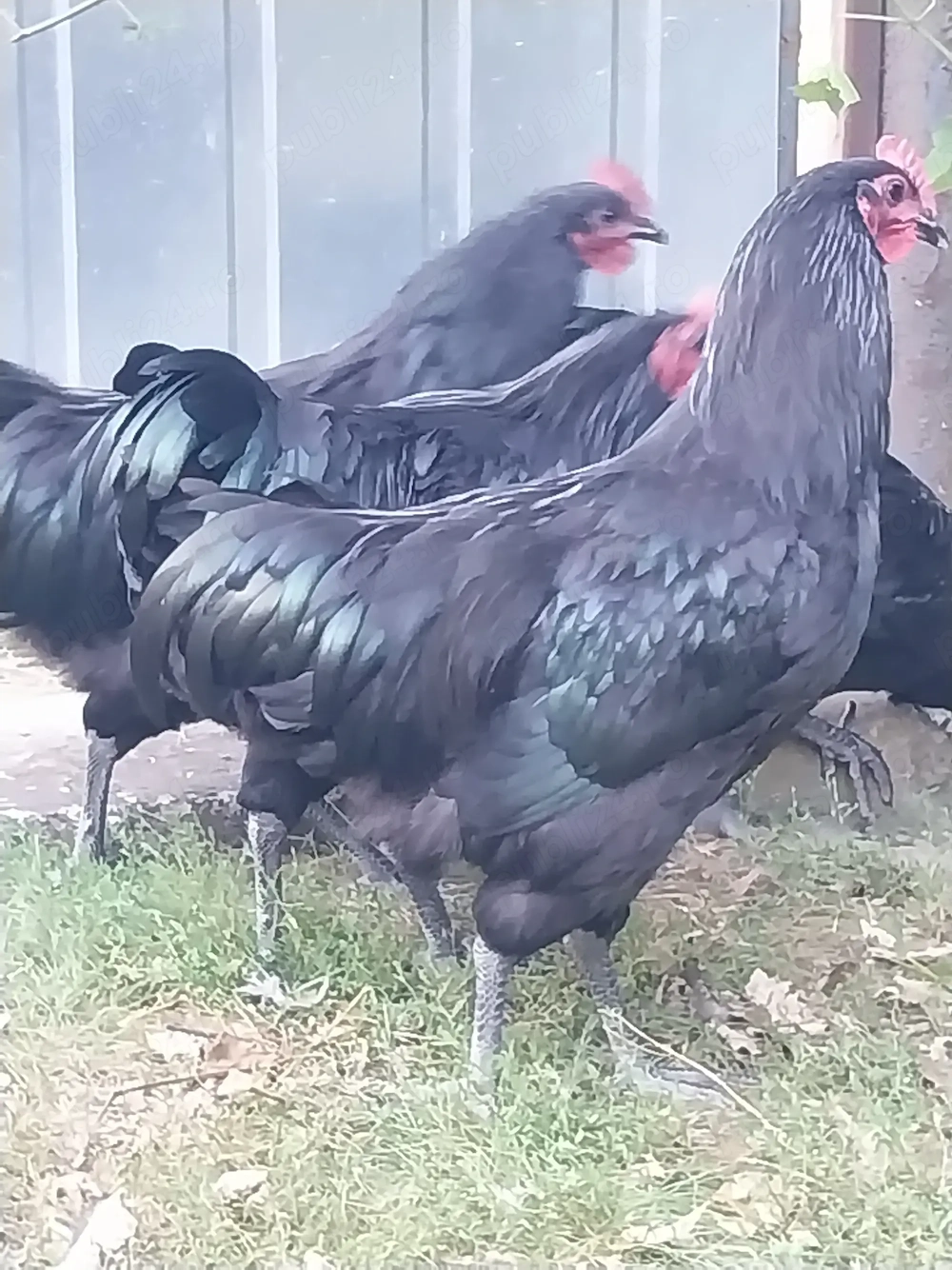  Cocoși australorp de 5luni