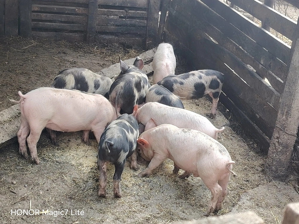 Disponibili de 7 săptămâni 