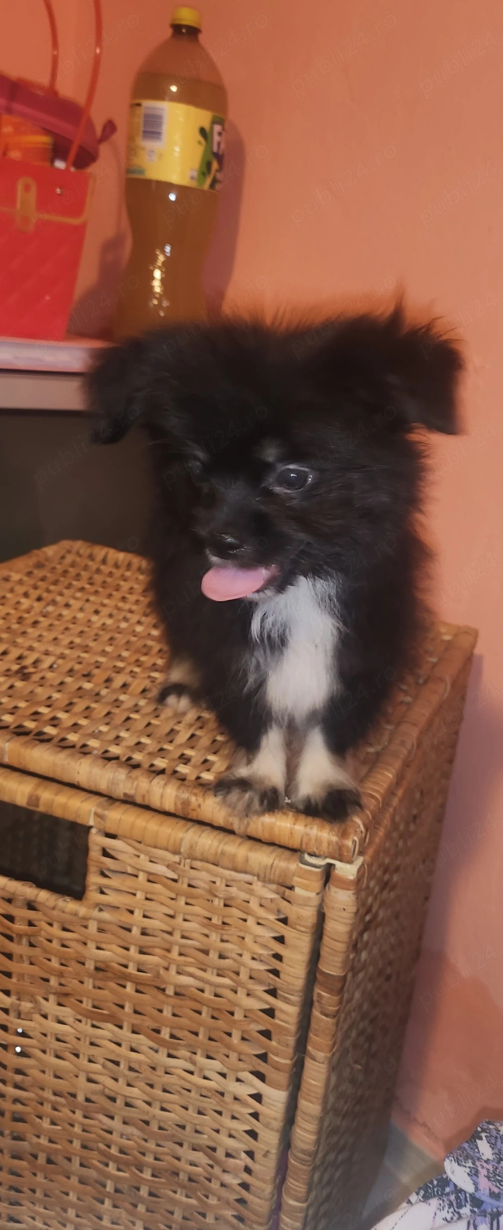 Baiat pomeranian cu shihtzu 