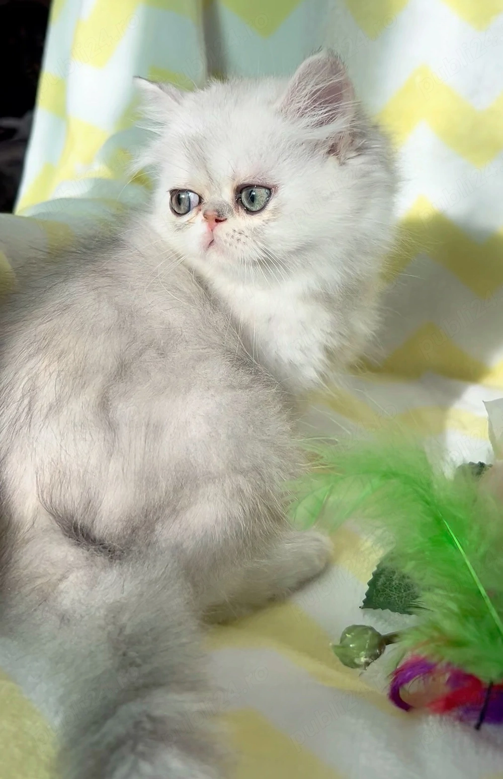 pisica persana chinchilla cu pedigree