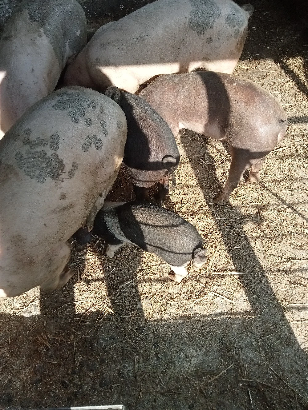 vând purcei de la 20 kg la 60 kg sau schimb cu baloți cereale capre de lapte 