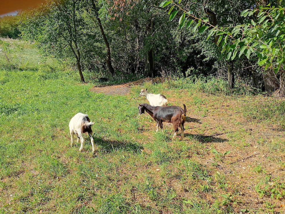 Vând trei iezi dintre care unul este țap 