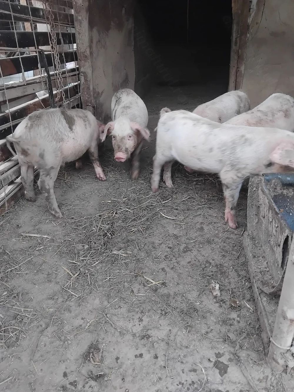 Purcei landras 8 săptămâni 