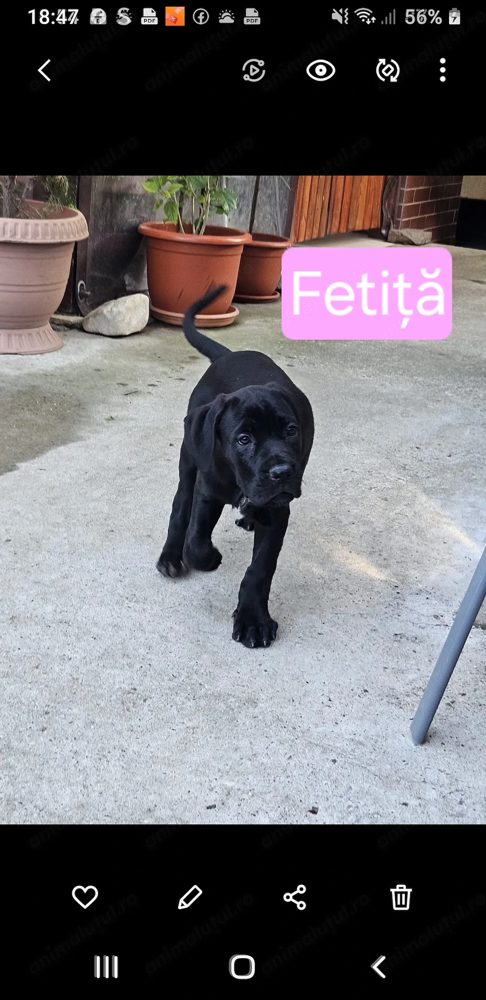 Catelusi Cane Corso 