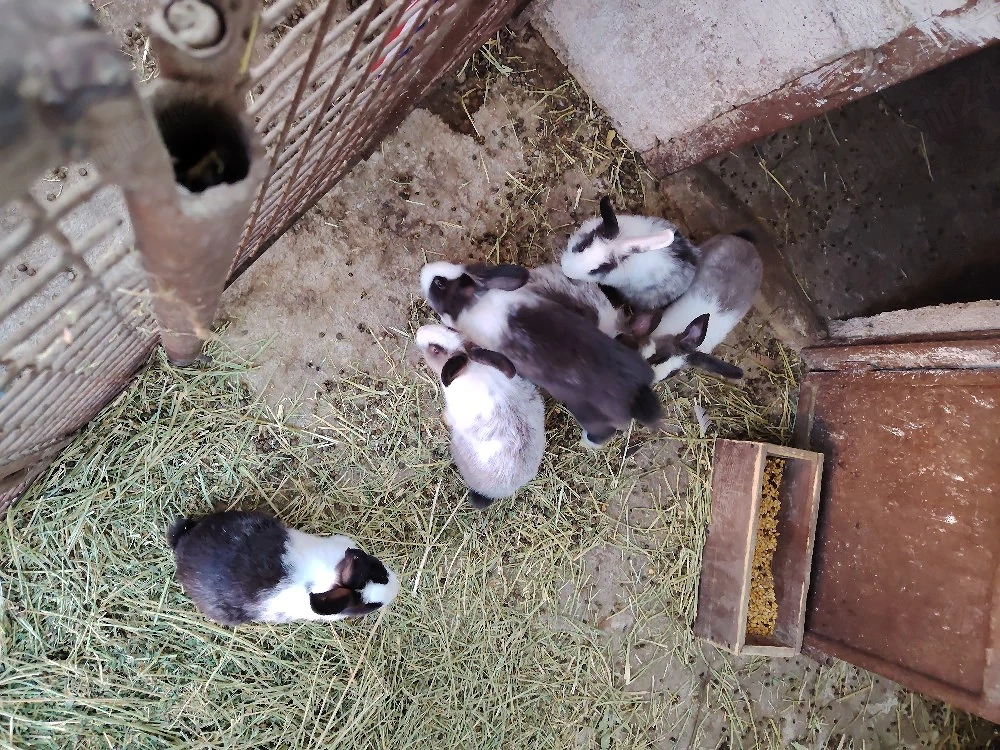 Iepuri de casa hikole francez