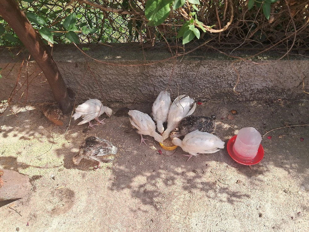 Pui de curca de casă 