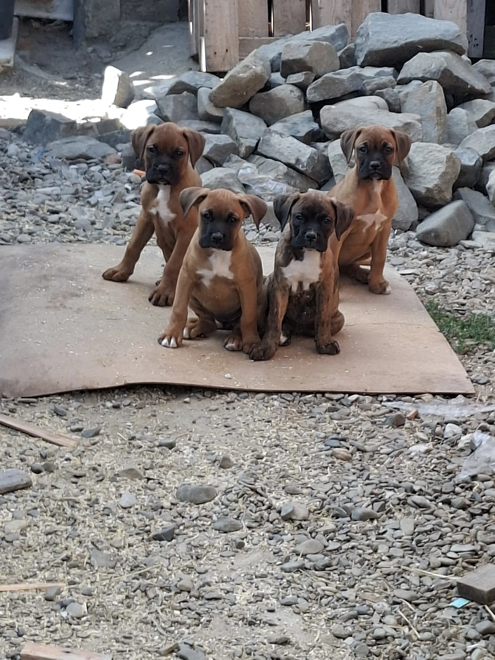 Căței boxer de 9 săptămani