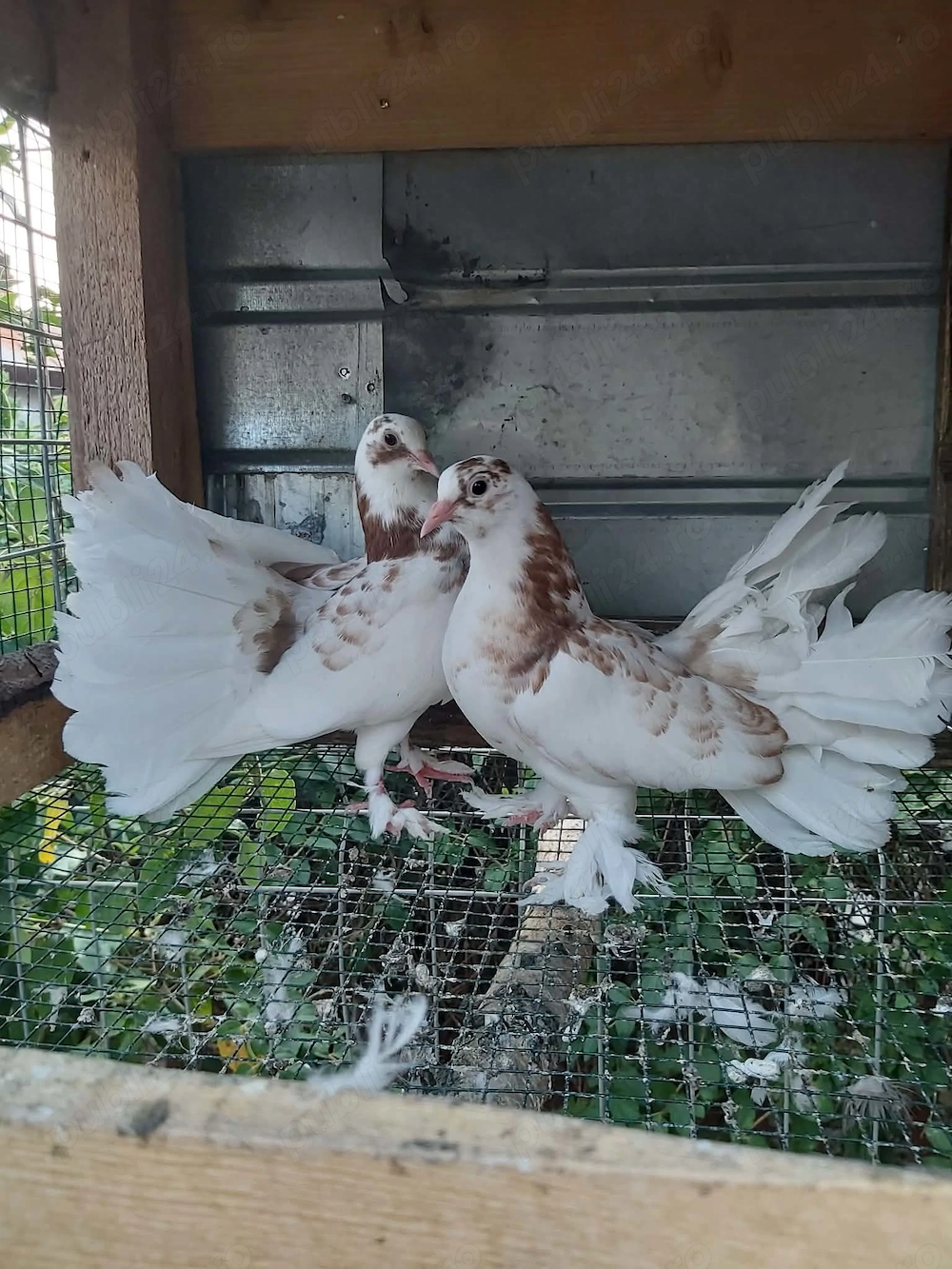 De vanzare o perecge de voltati maghiar 