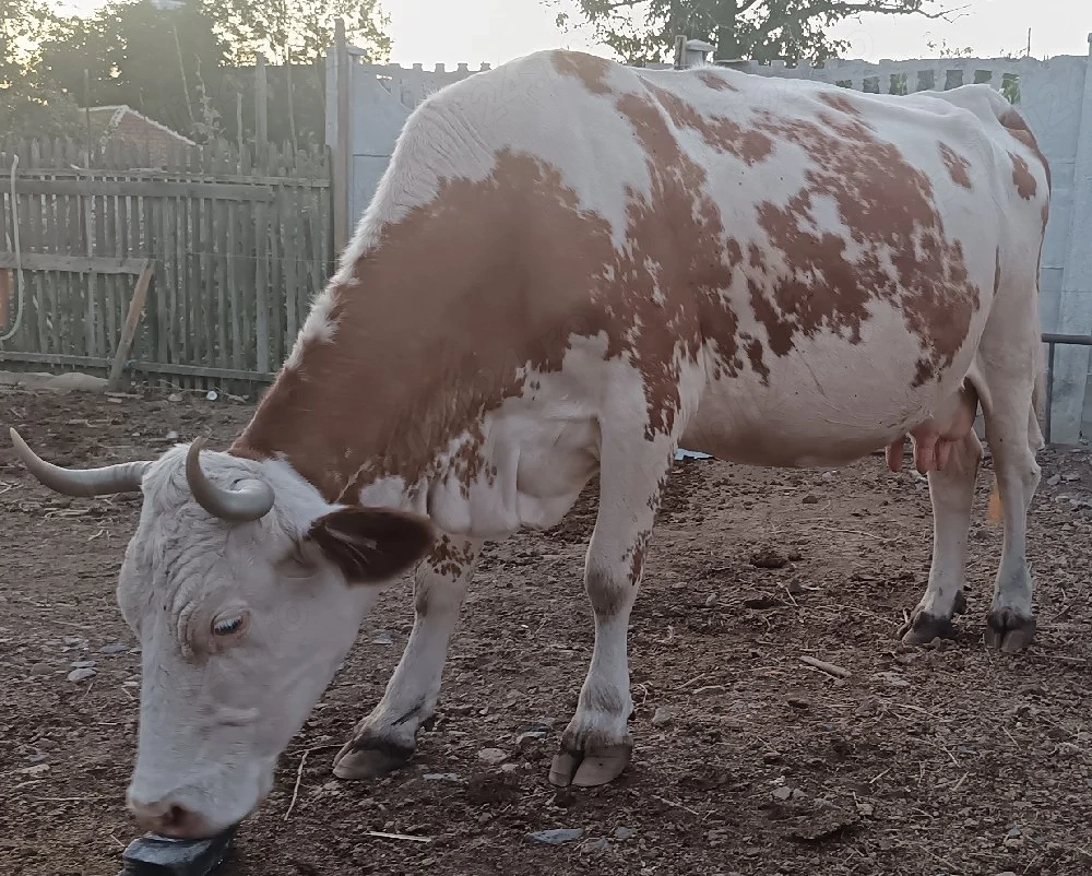 Vând vaca.  