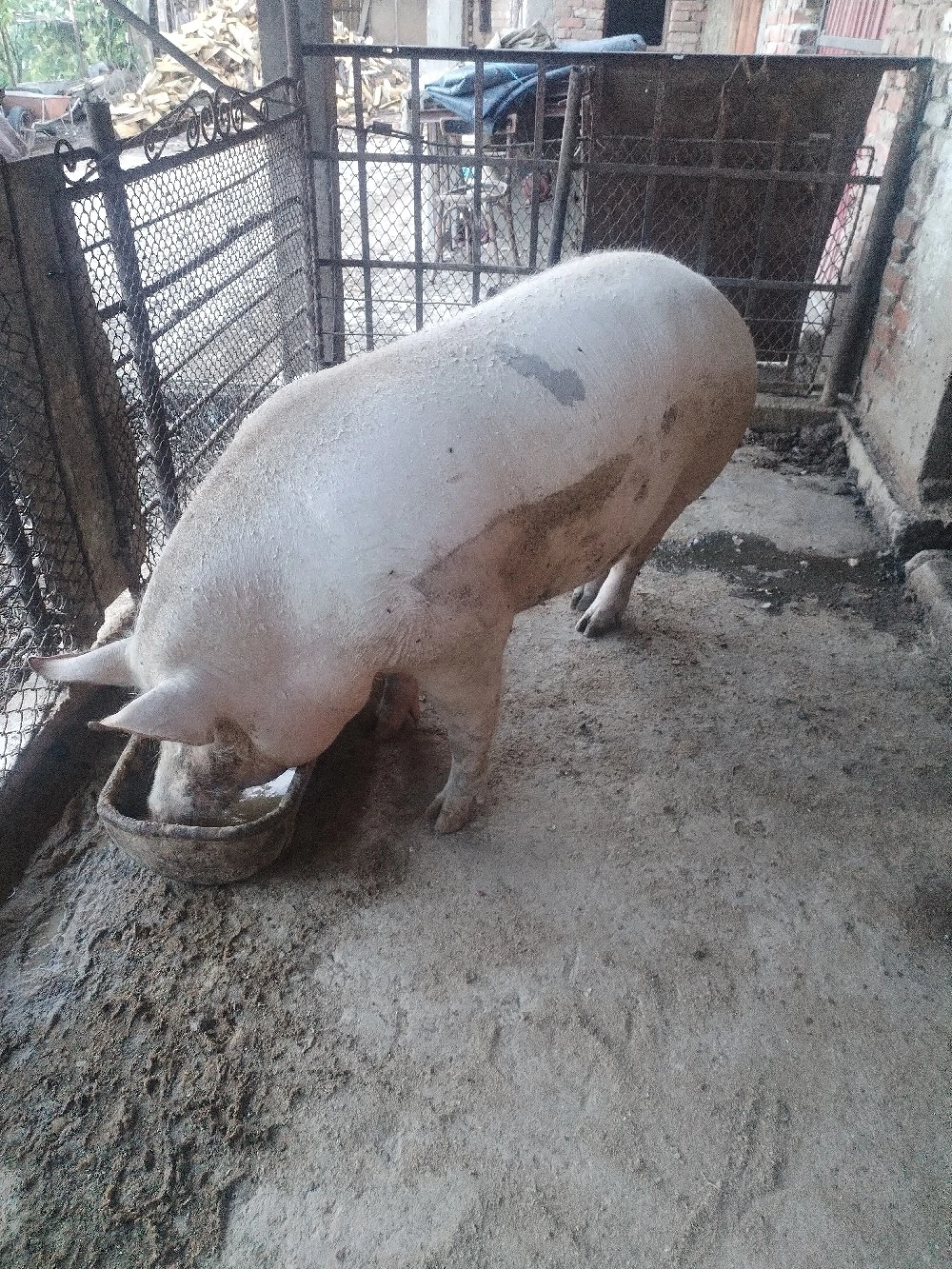 Purcea de Vânzare Marele Alb