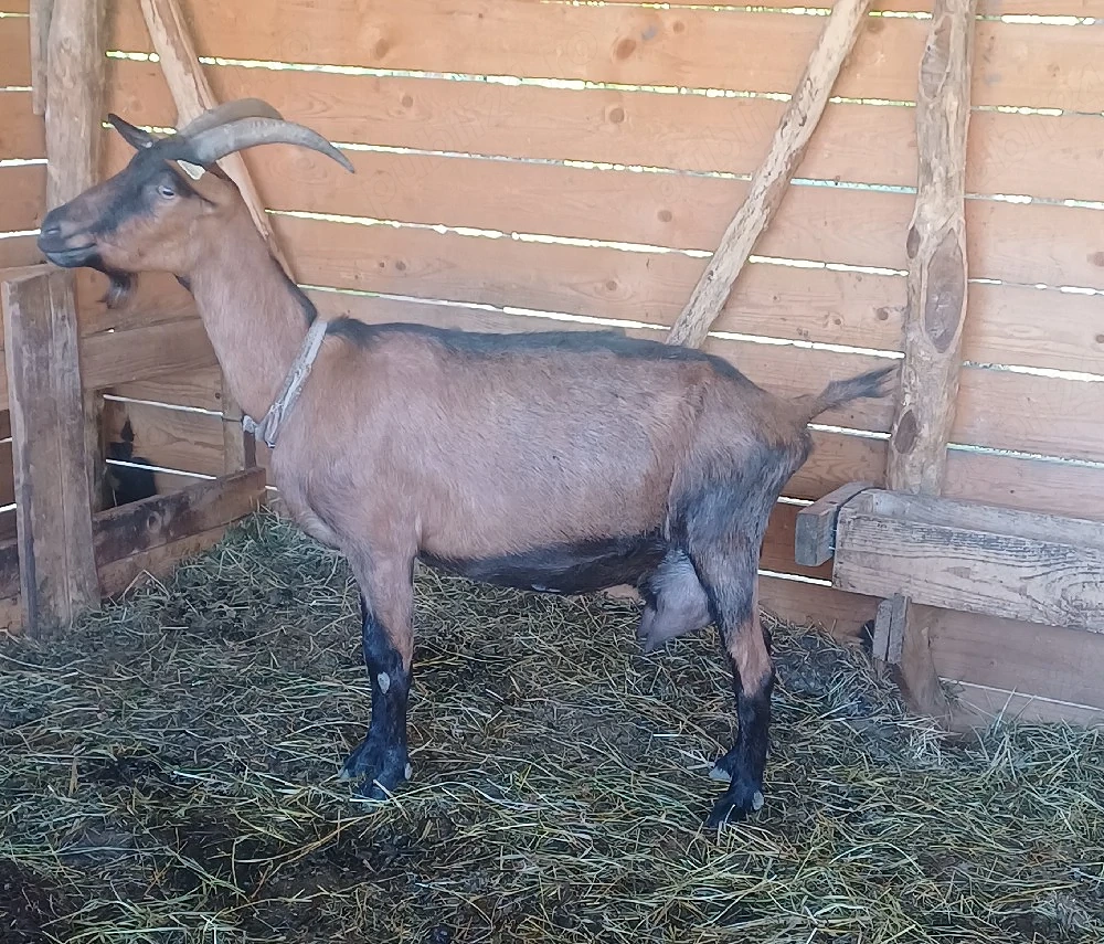 Disponibil 1 țap și o capră alpin francez !
