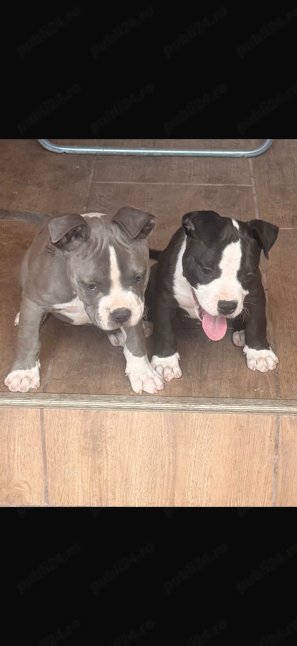 American bully pocket 