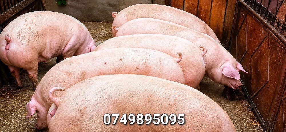 porci 130-350 kg