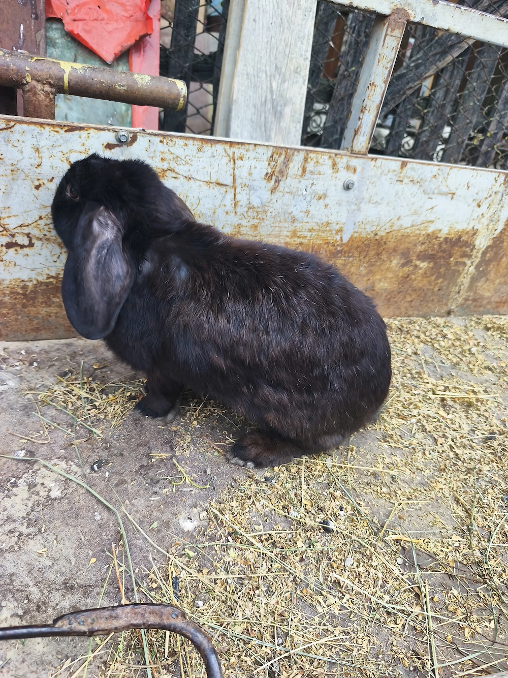 Iepuri mici si mari de vânzare 