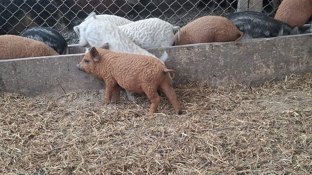 Vand porci mangalita si bazna