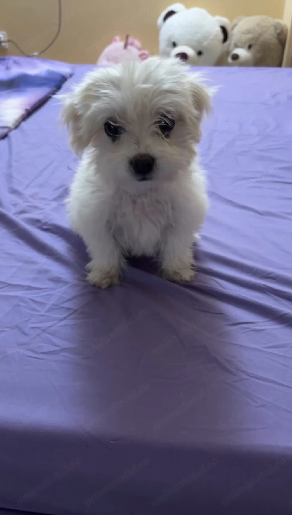 Bichon Maltez Fetita