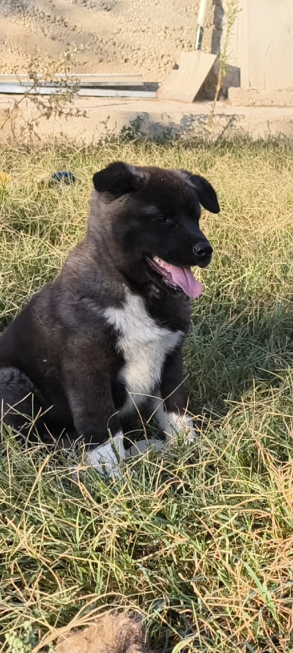 Căței Akita American 