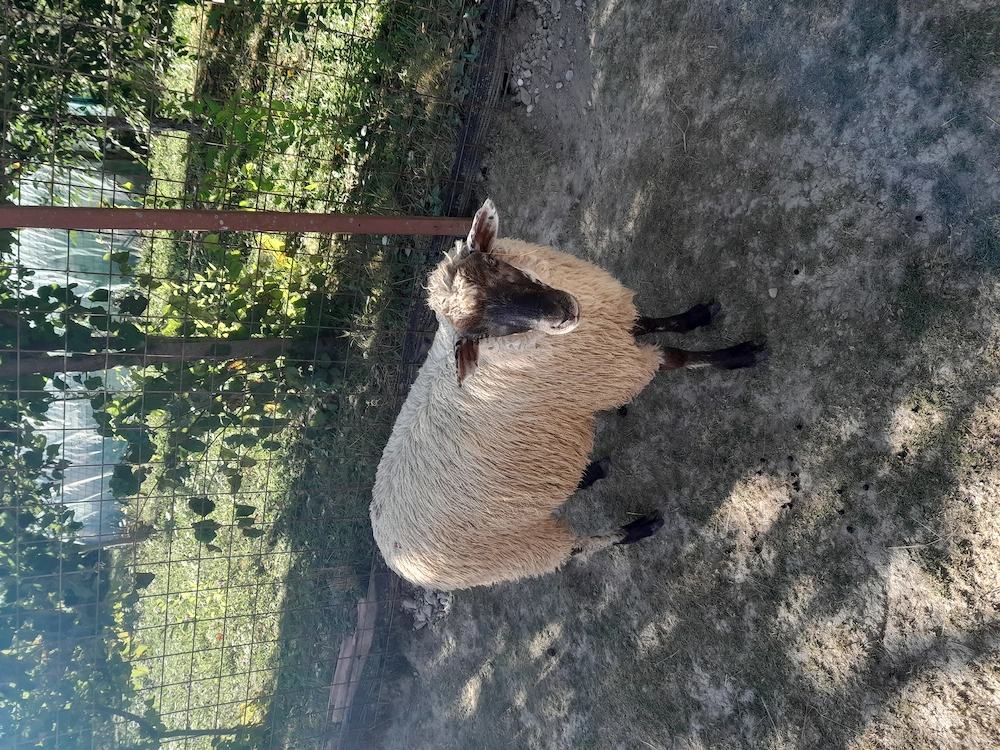 Vând cârlană de 1 an. Mai multe detalii la nr de tel.  