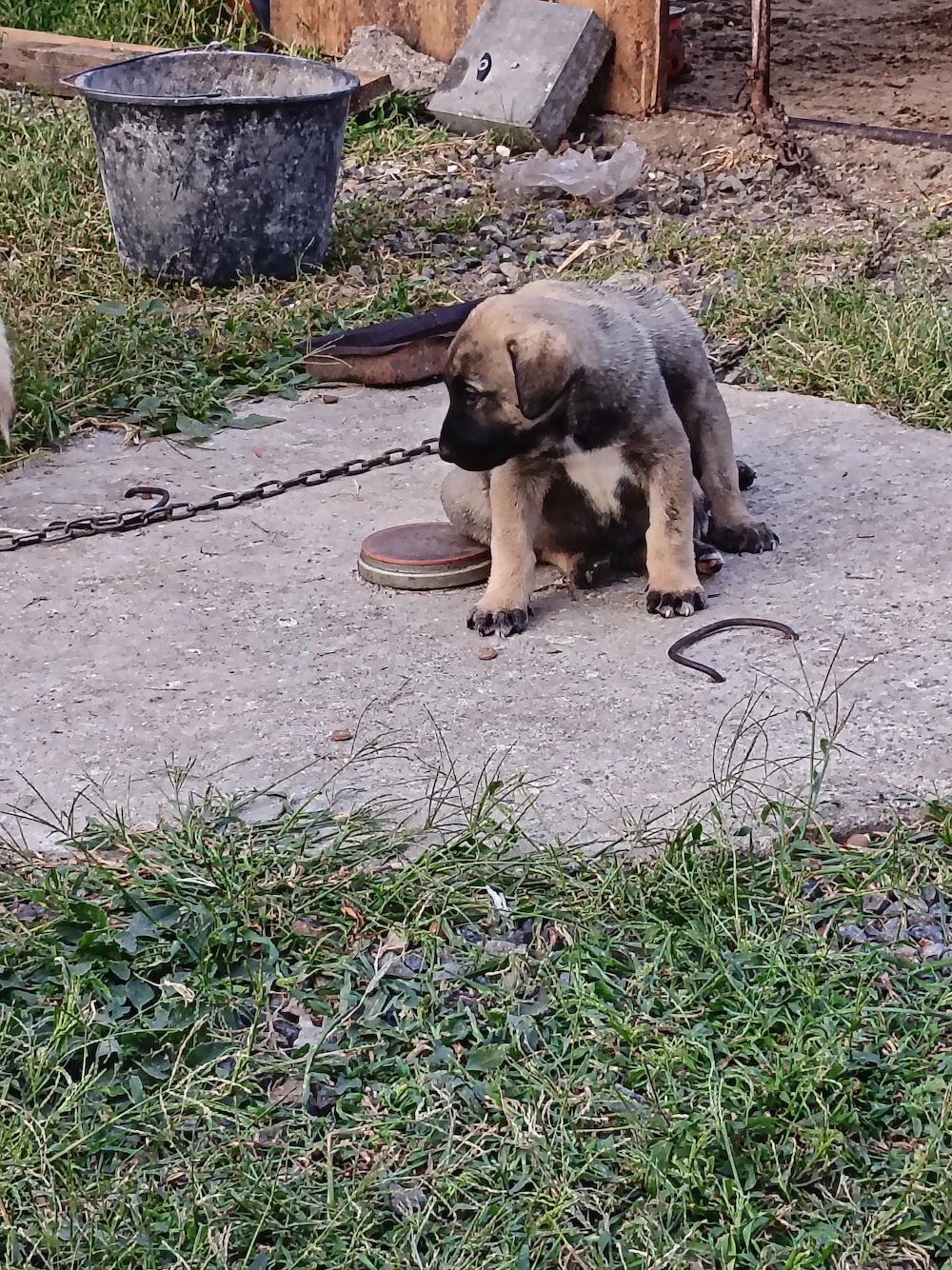 Is cauta casa noua catei de kangal