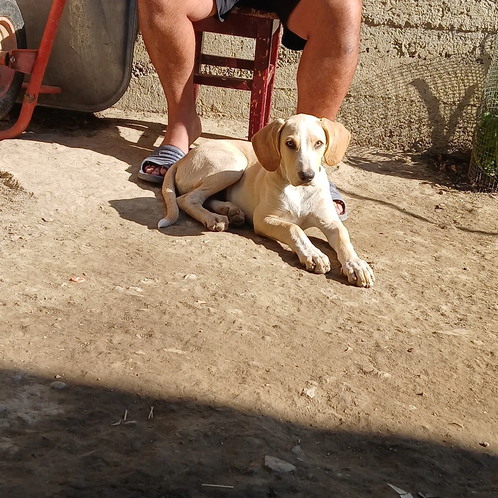 Cățel sper adopție 