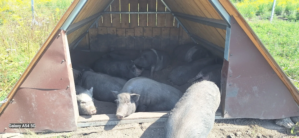 Porci vietnamezi talie mare