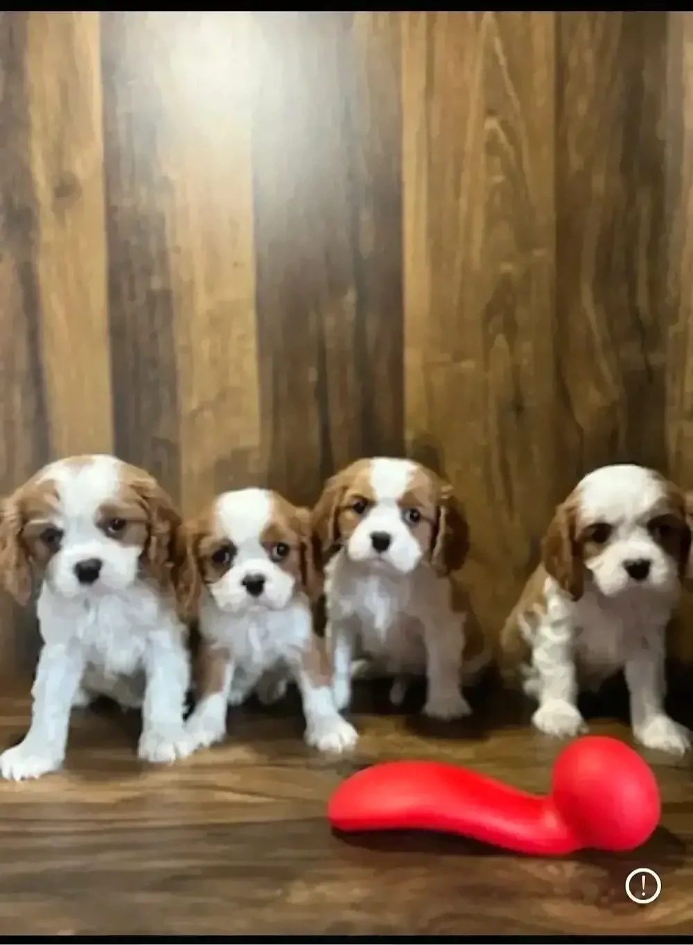 Cavalier King Charles