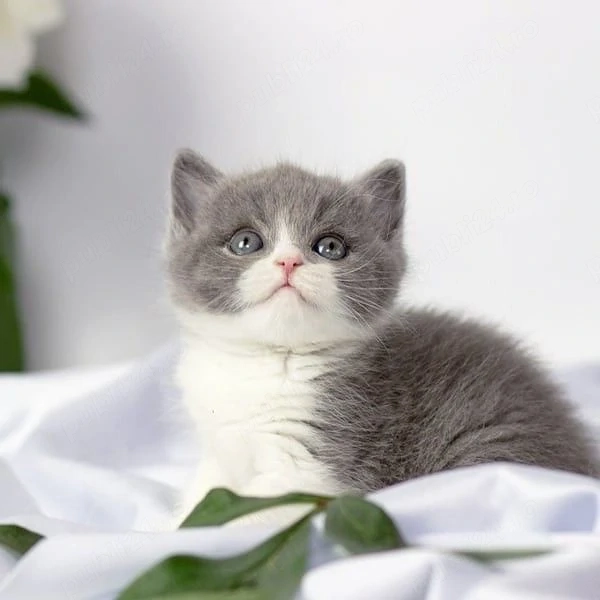 British bicolor 