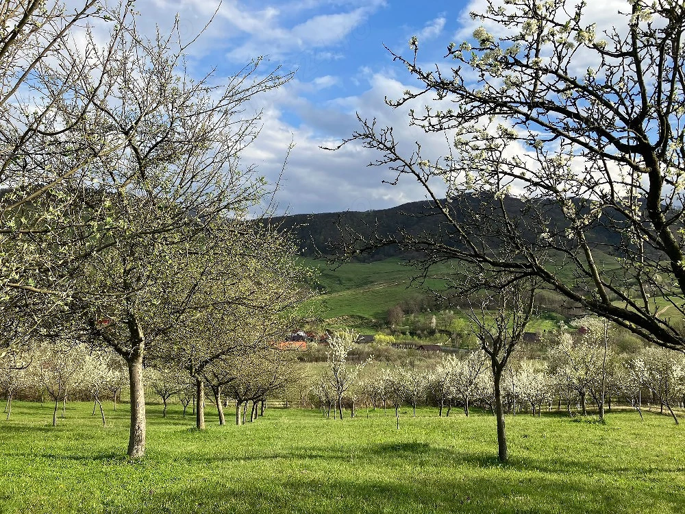 Teren de 1,5 hectare de închiriat pentru privatizare   Cugir, Alba