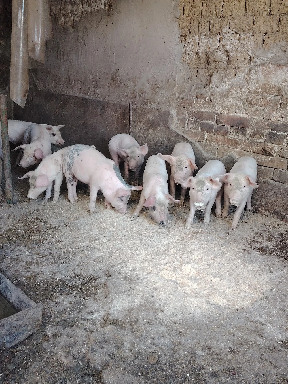 Purcei 9 buc 