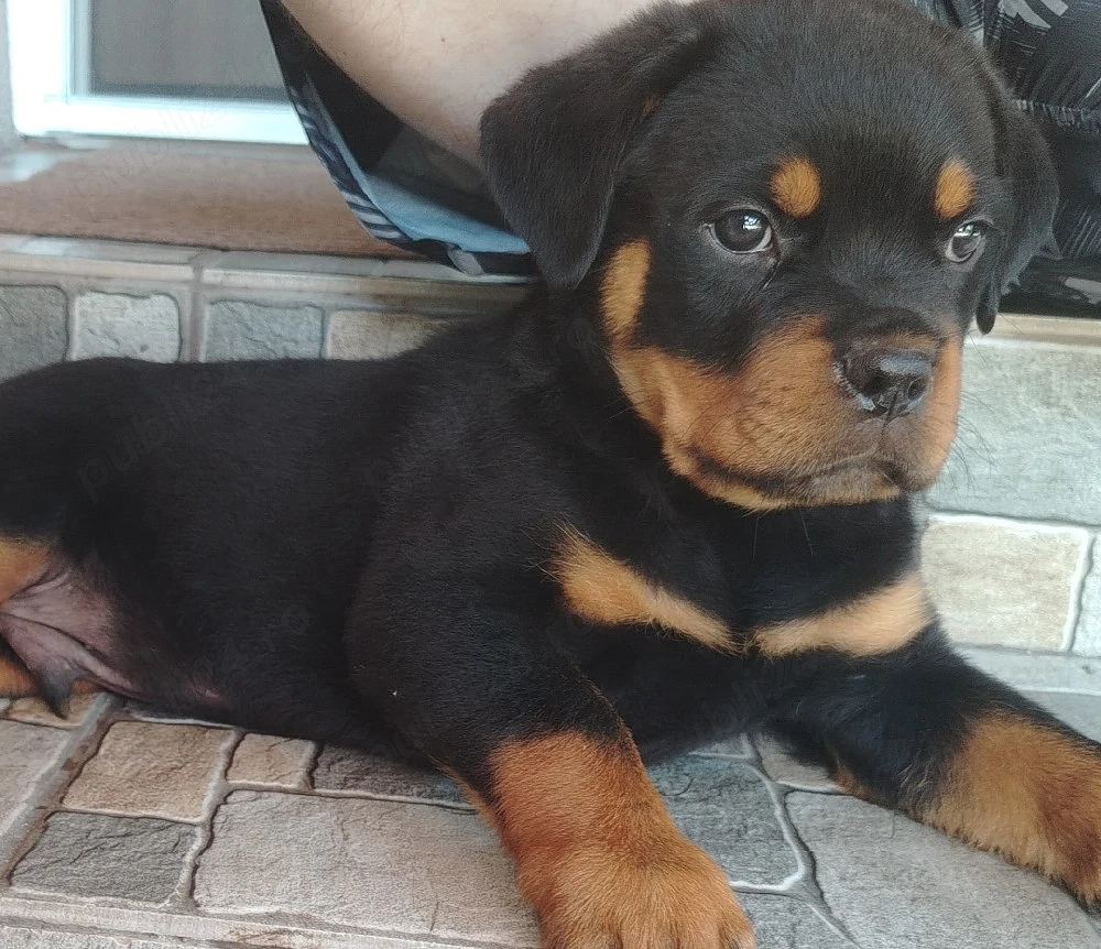Rottweiler mascul