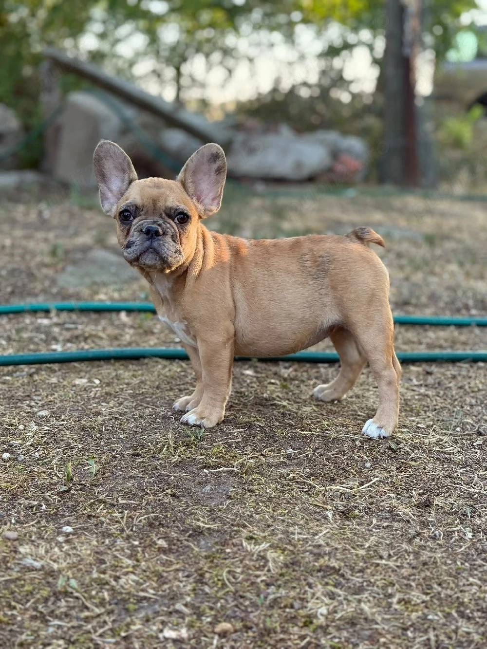 bulldog francez fetita