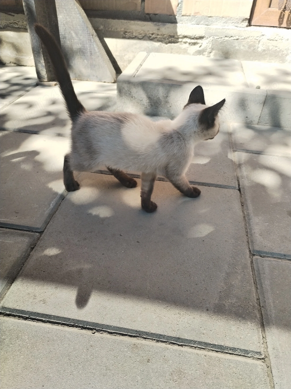 Pisoi Birmanez caut familie noua. 