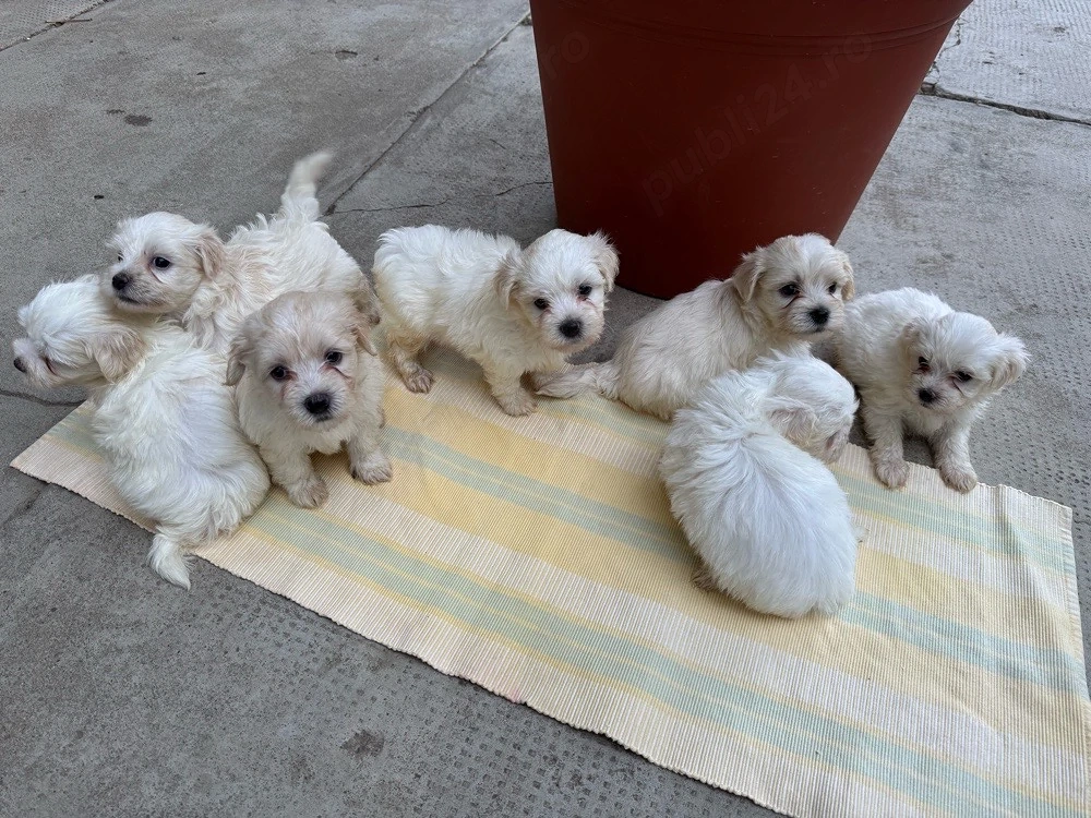 Pui de Bichon Maltez