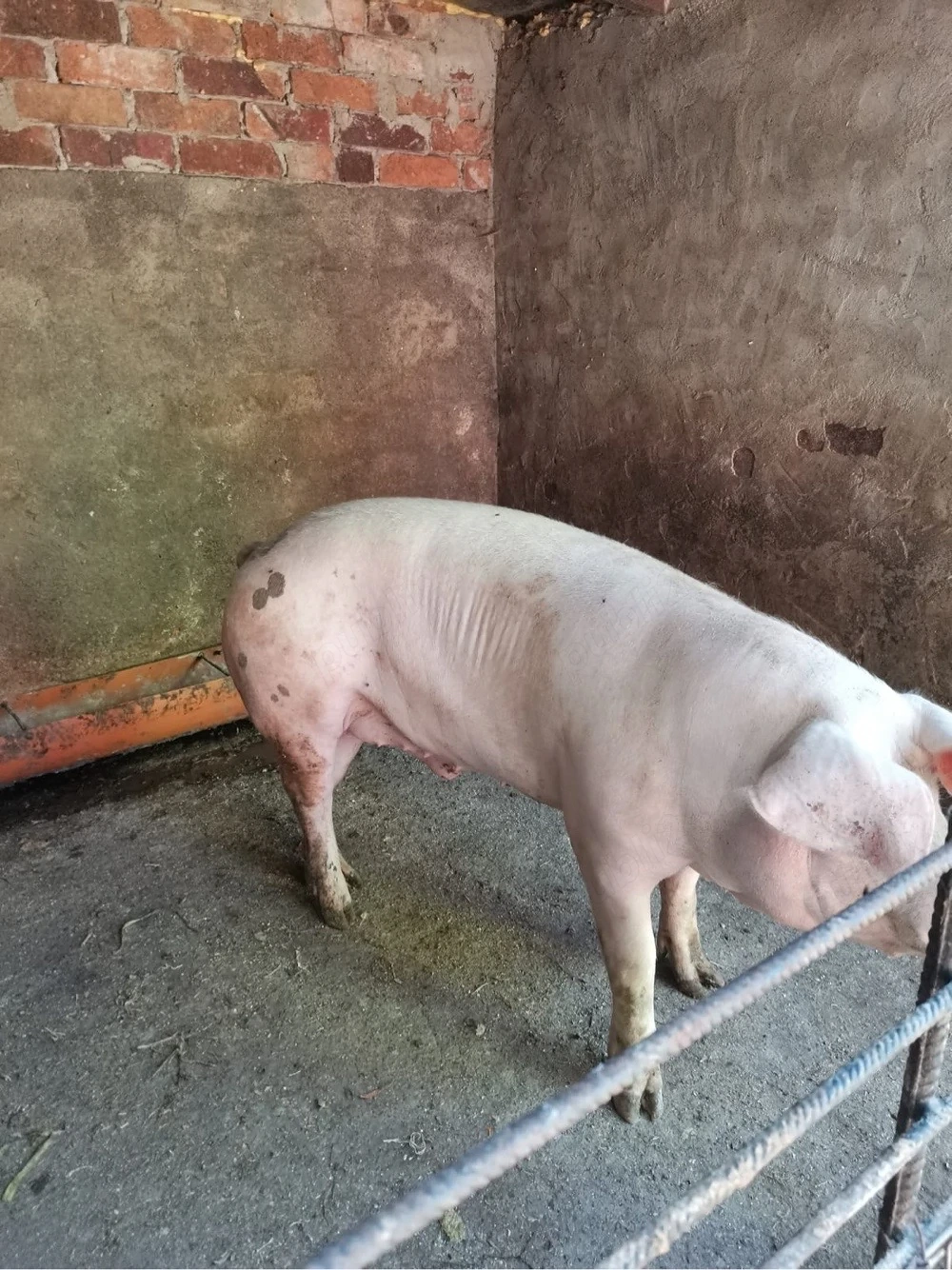 Vand porci