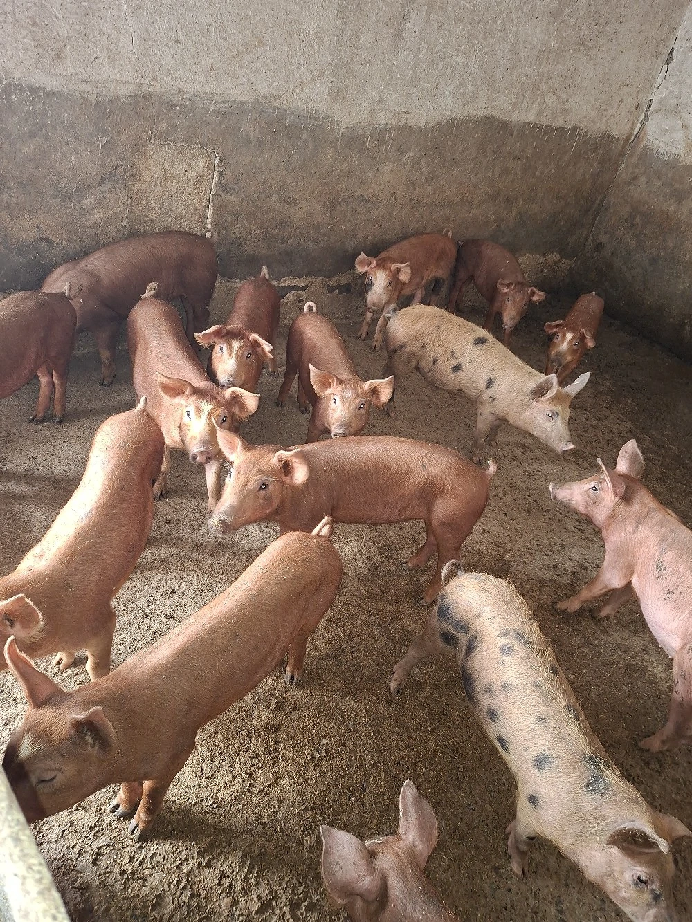 purcei duroc