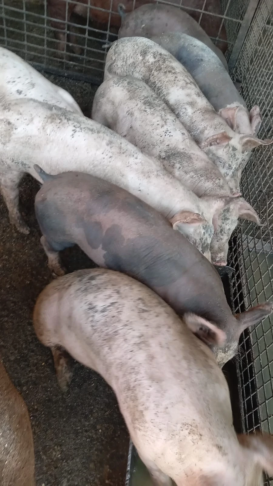 Purcei de vânzare!