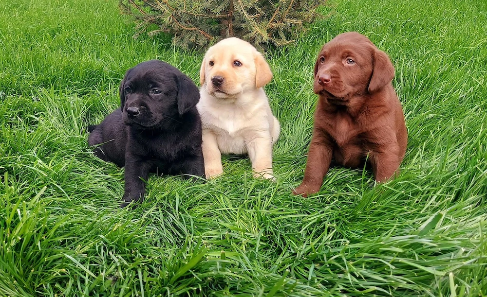 Labradori de toate culorile