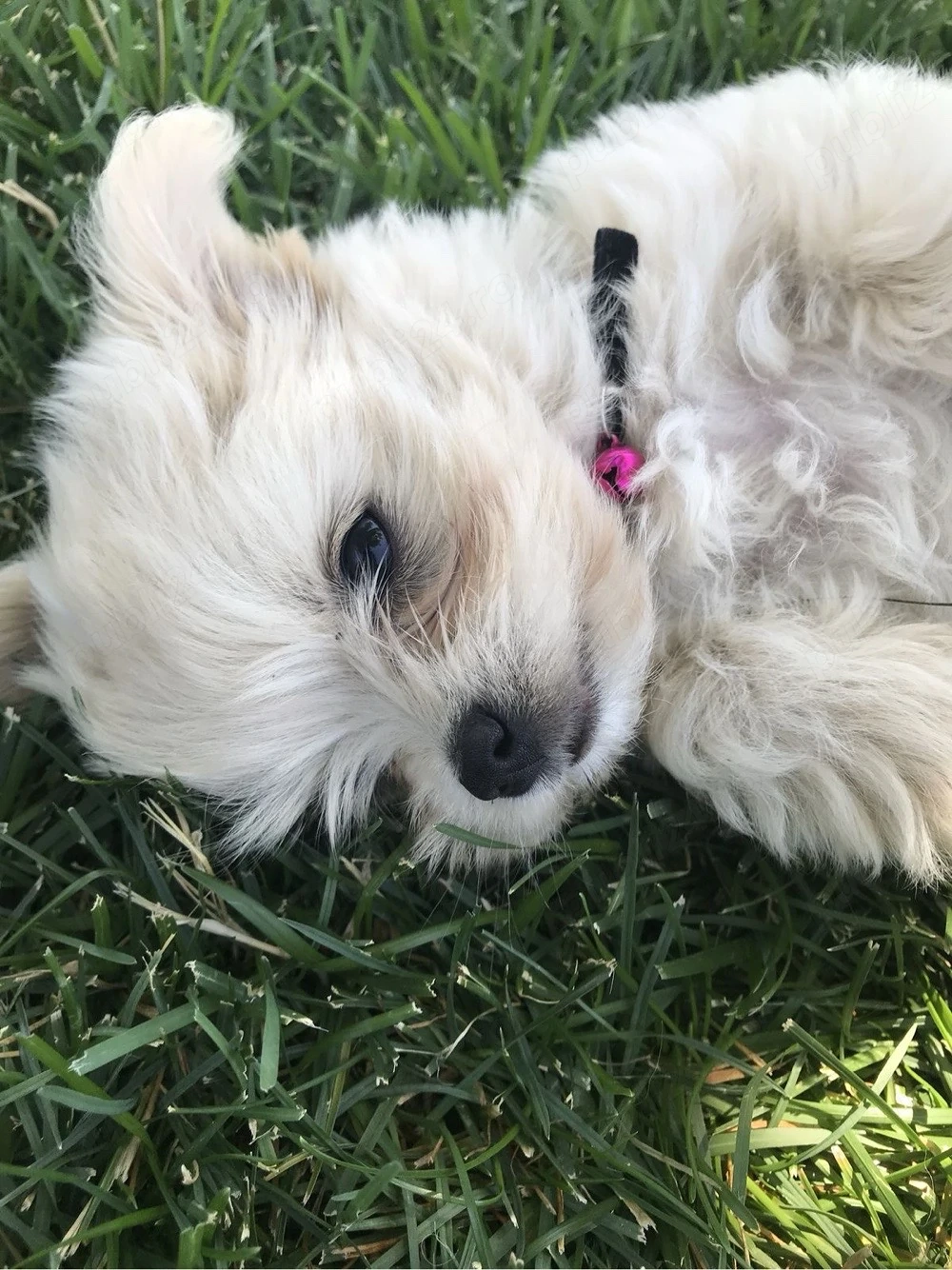 Bichon maltese 
