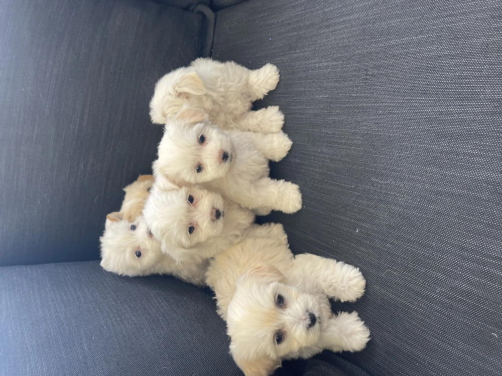 Puiuți bichon maltez drăgălași și jucausi