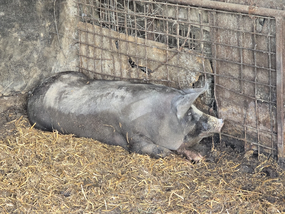 Vand porc rasa  Pietran de carne - 250 kg