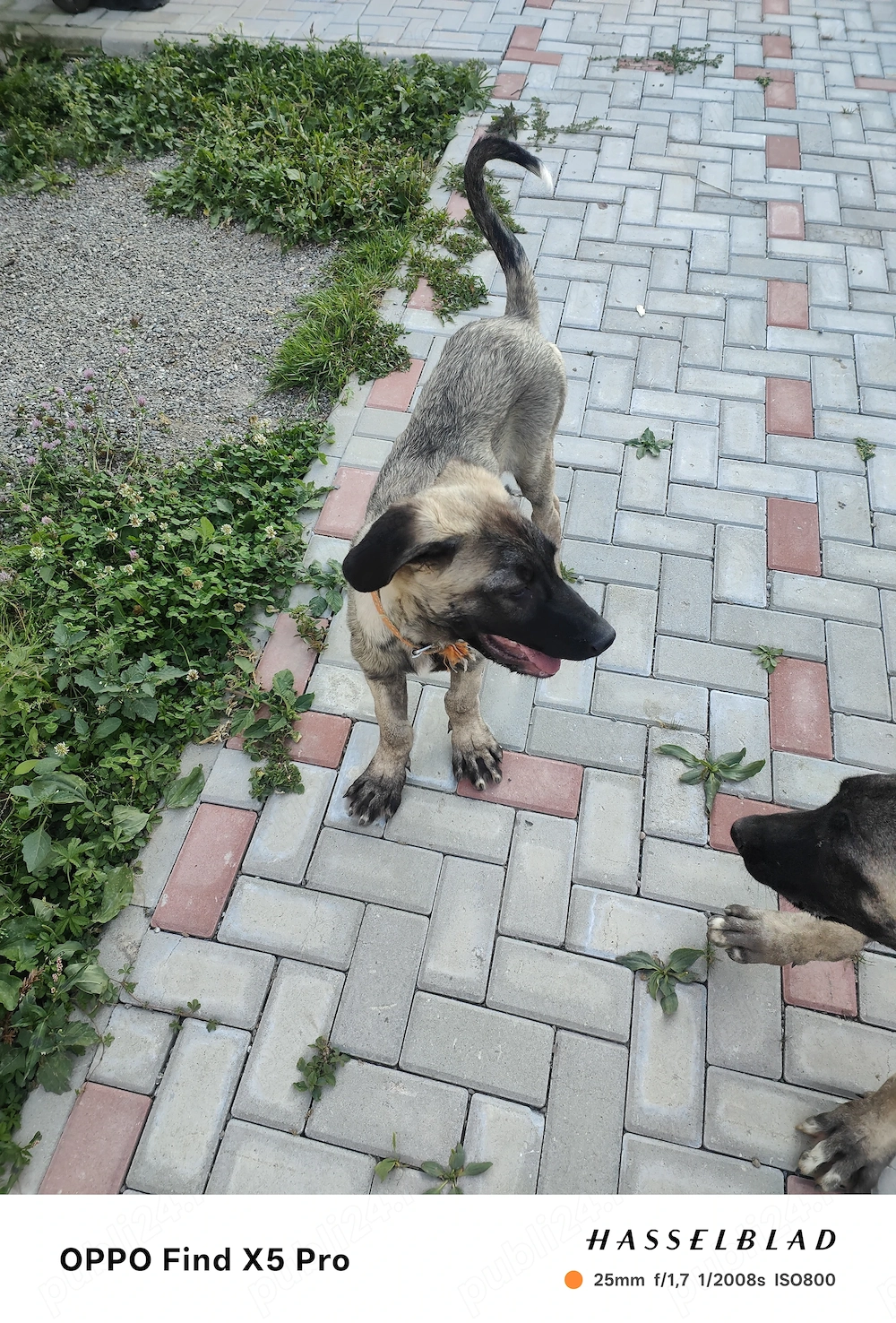 Doi masculii de kangal în vârstă de 4 luni vaccinați deparazitati comform vârstei