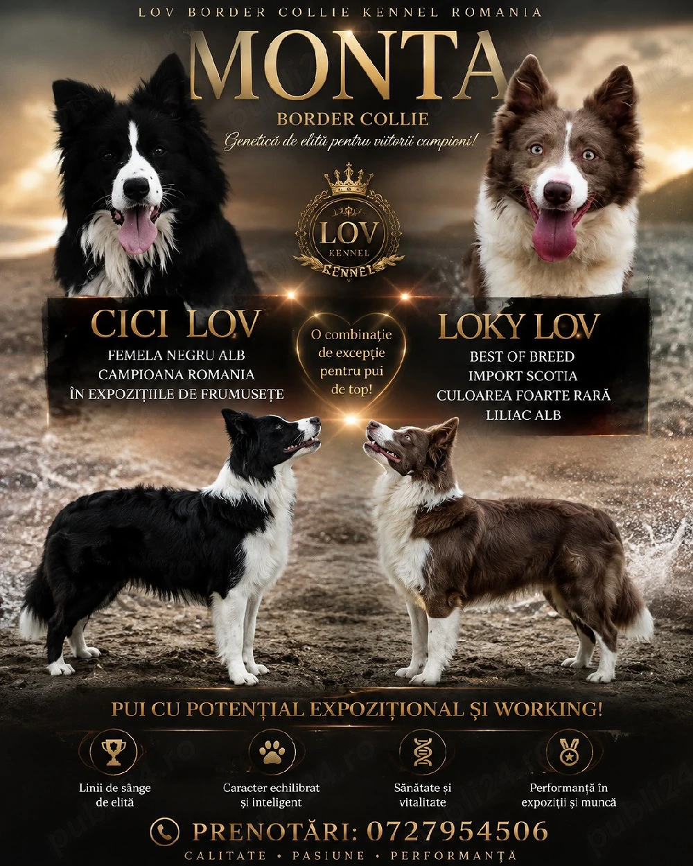 Border Collie pedigree export 