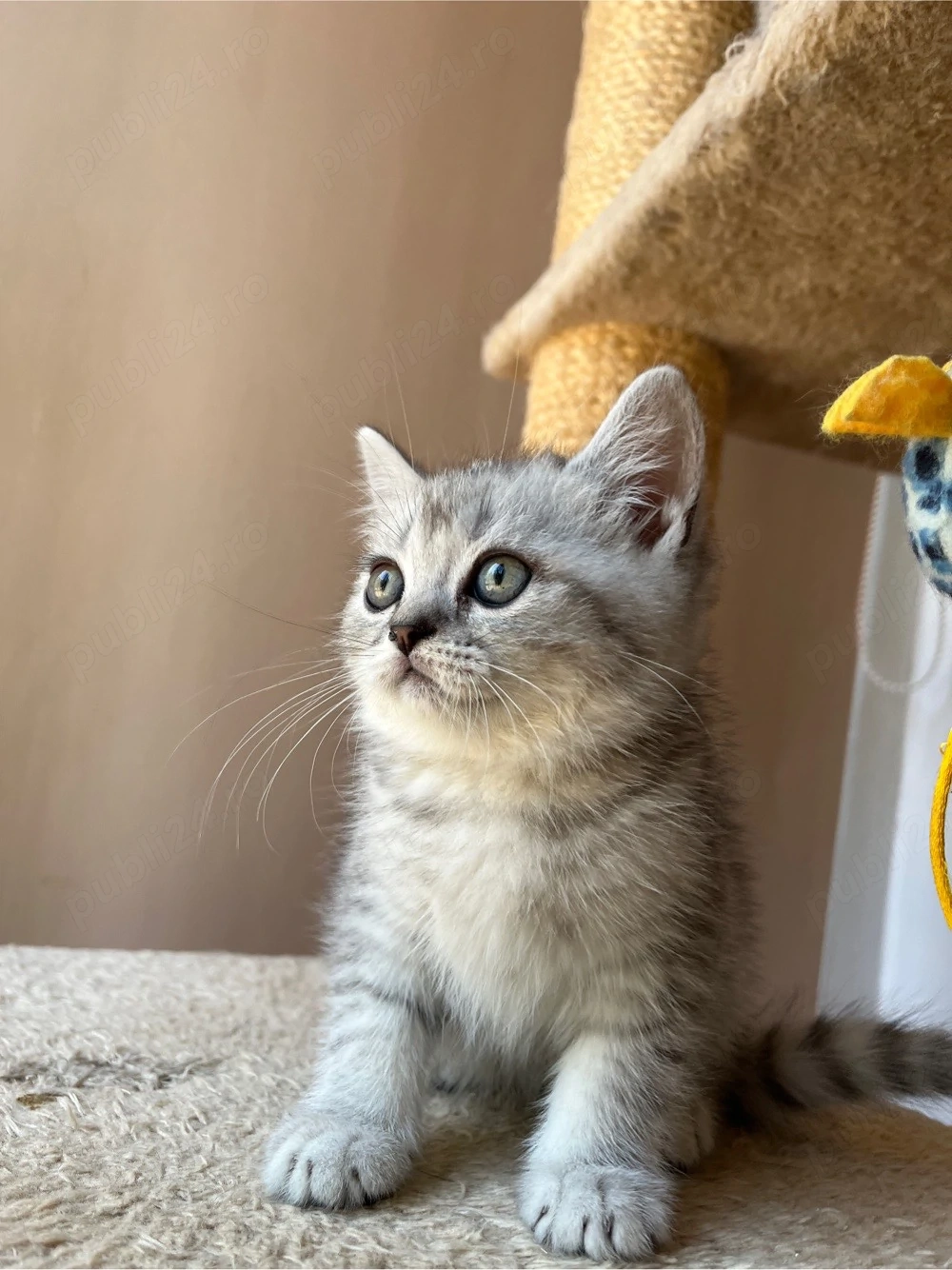 british shorthair tabby