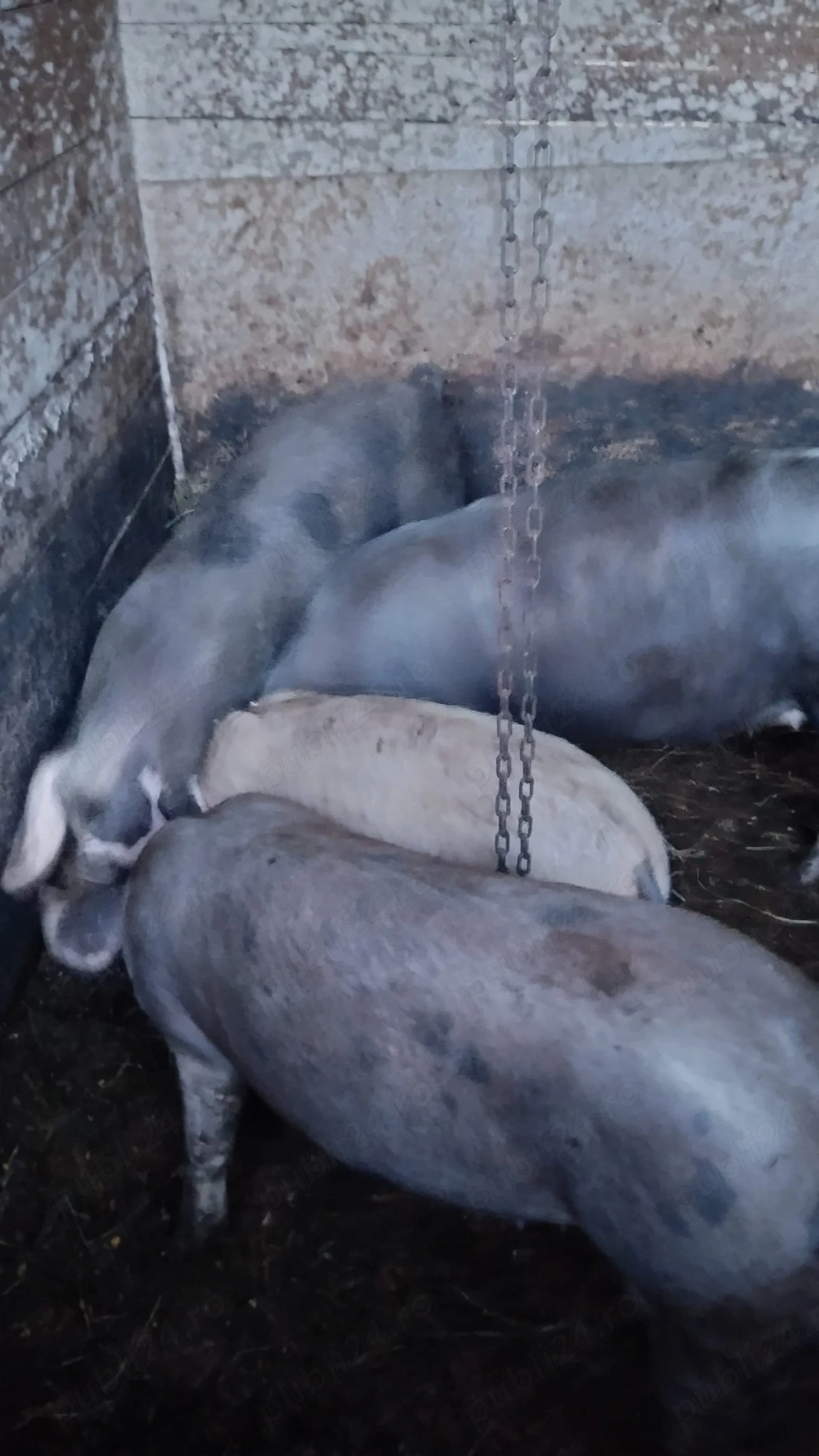 Porci si purcei de vanzare