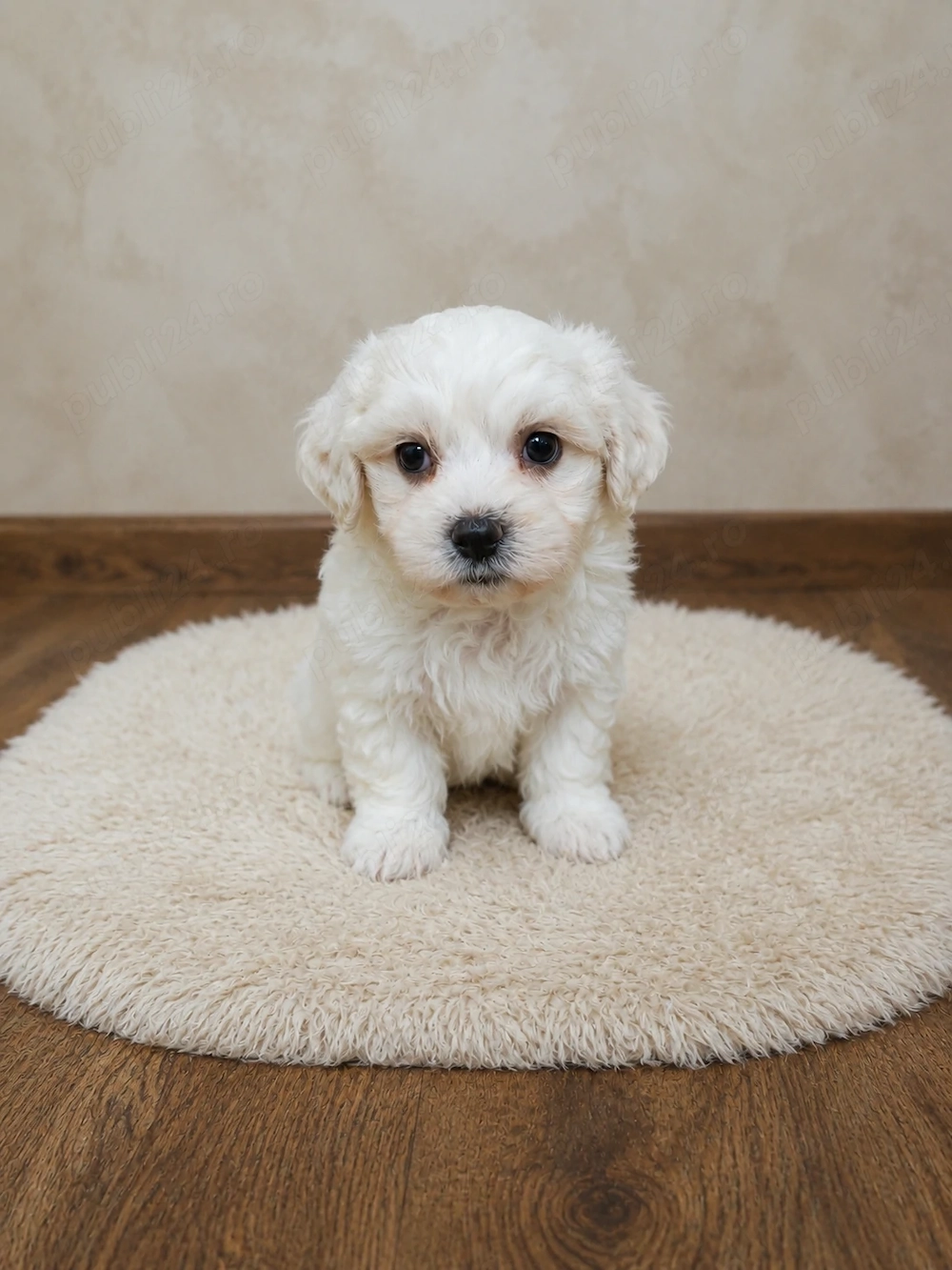 Bichon maltez maltez 