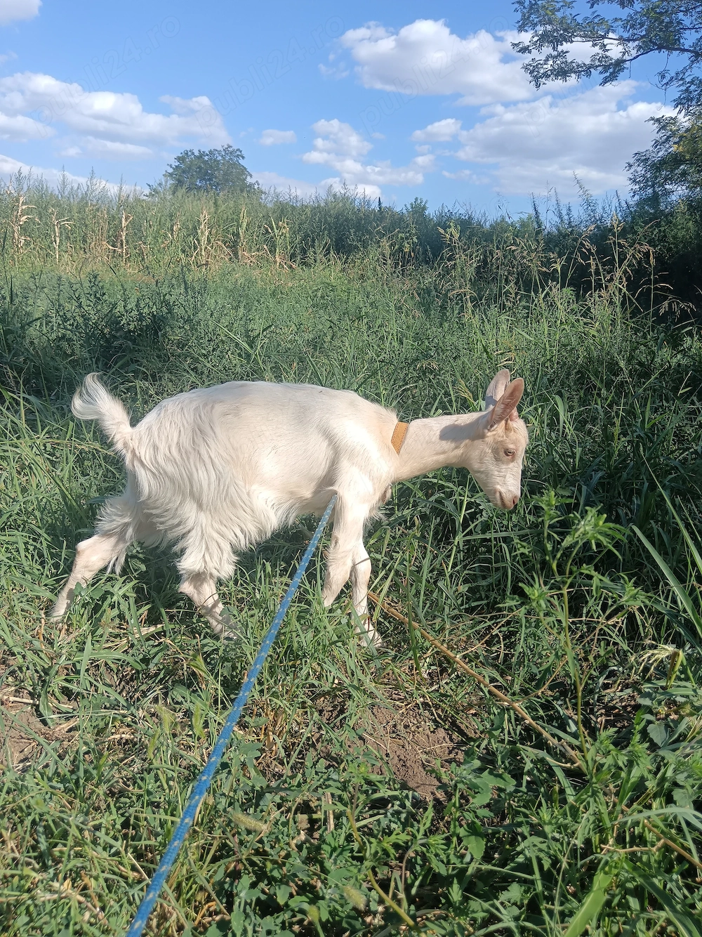 Ieduță de vânzare din capre bune de lapte 