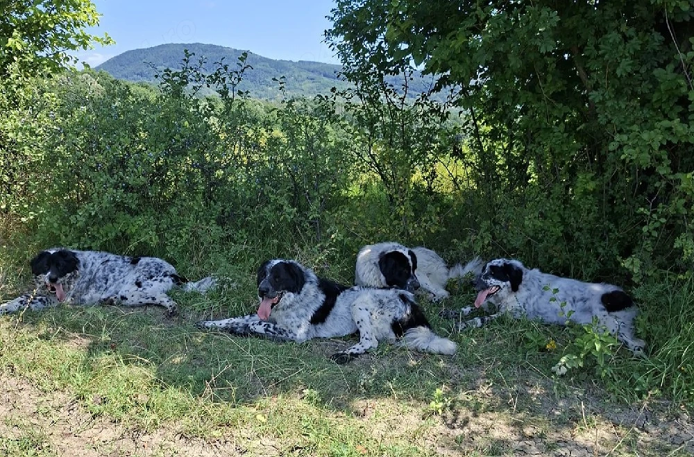 vand ciobanesc de bucovina